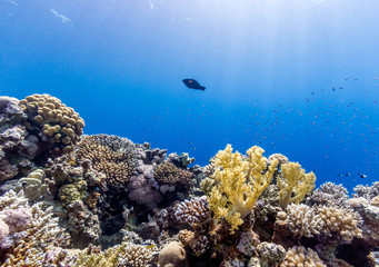 Tropical fish swimming around a healthy tropical coral reef