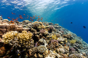 Naklejka na ściany i meble Tropical fish swimming around a healthy tropical coral reef