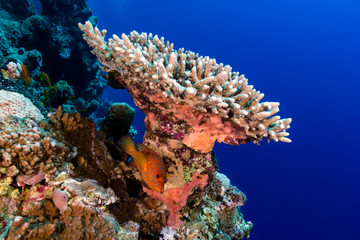 A Coral Grouper hiding under a table coral on a tropical reef