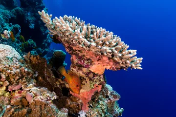 Rolgordijnen Een Coral Grouper verstopt onder een tafelkoraal op een tropisch rif © whitcomberd