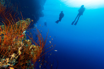 Fototapeta na wymiar SCUBA divers exploring a colorful, tropical coral reef