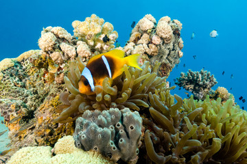 Fototapeta na wymiar Banded clownfish on a bright, colourful tropical coral reef