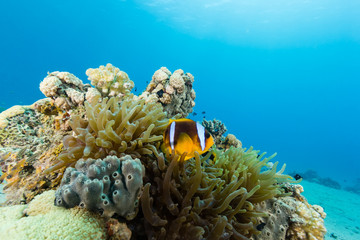Banded clownfish on a bright, colourful tropical coral reef