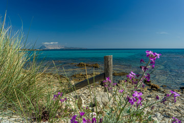 Flowers violet, Isuledda Beach, San Teodoro, Sardinia, Italy