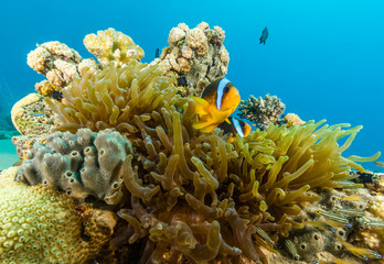 Banded clownfish on a colorful, tropical coral reef