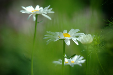 Close-up image of daisy with soft background