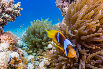 Naklejka na ściany i meble Banded Clownfish in their host anemone on a tropical coral reef