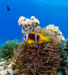 Naklejka na ściany i meble Banded Clownfish in their host anemone on a tropical coral reef