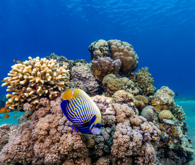 Naklejka na ściany i meble Brightly colored Angelfish swimming around a healthy tropical coral reef