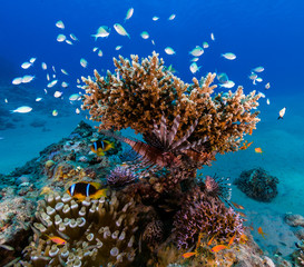 Fototapeta na wymiar Lionfish and clownfish on a healthy tropical coral reef