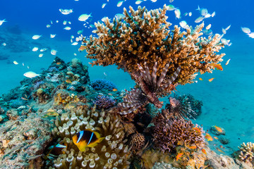 Fototapeta na wymiar Tropical fish swimming around a healthy tropical coral reef