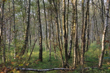 Fototapeta na wymiar Birch forest in Wittmoor, Hamburg