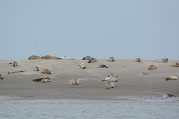 phoques baie de somme © JAN KASZUBA