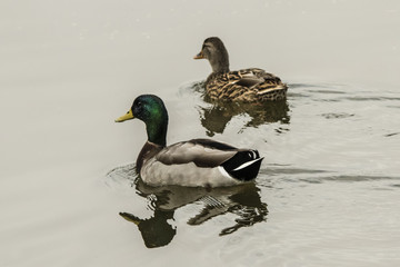 Mallard couple