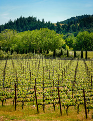 Fototapeta na wymiar California vineyards