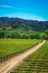 Fototapeta na wymiar California wine vineyards