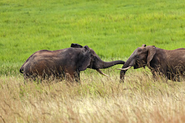 Obraz premium Elephants Fighting