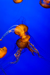 Sea Nettle jellyfish with blue background