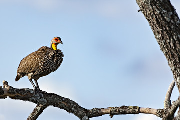 Colorful Yellow Necked Francolin