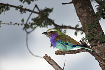Lilac Breasted Roller on a Branch