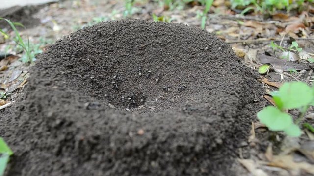 Ants building a nest deposit soil in a perfect circle.