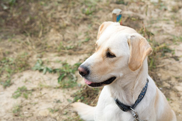 Hund- Labrador retriever blond Rüde 