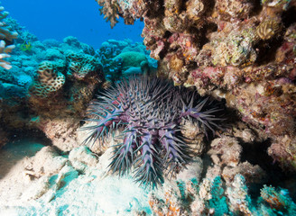 Naklejka na ściany i meble A Crown of Thorns starfish on a tropical coral reef. Outbreaks of this species can cause huge damage to a reef ecosystem
