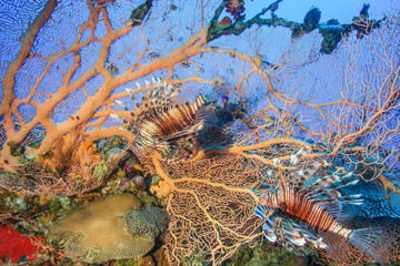 Lionfish swimming around a large gorgonian fan on a coral reef