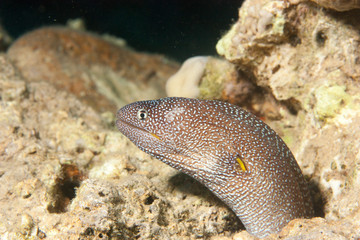 A yellow mouthed moray eel in a coral hole on a tropical reef