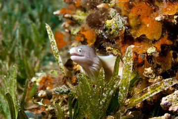 A peppercorn moray eel hiding amongst seagrass