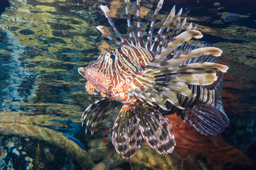 A colorful lionfish close to the surface of the ocean