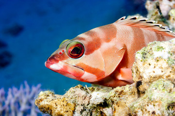 A blacktipped Grouper resting on a rock underwater