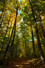 Naklejka premium Autumn in Ontario