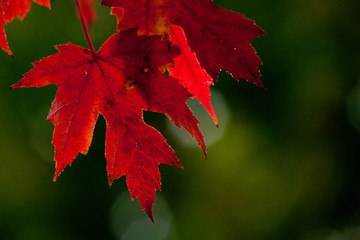 Maple Leaf