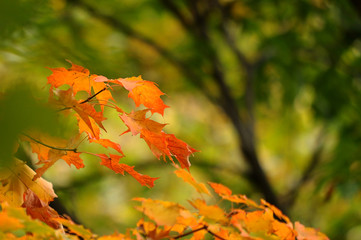 Autumn Leafs