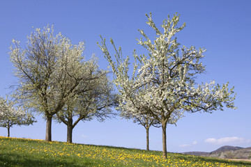 Fototapeta na wymiar Obstbaumwiese im Frühling