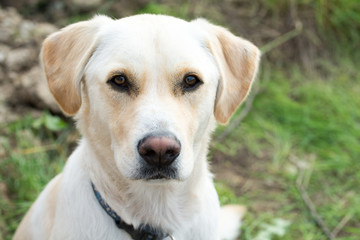 Hund- Labrador retriever blond Rüde 