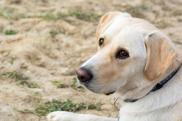 Naklejka na ściany i meble Hund- Labrador retriever blond Rüde 
