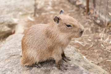 カピバラの子ども