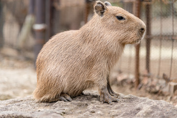カピバラの子ども