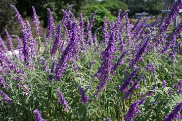 Obraz premium Purple Sage, also known as Salvia