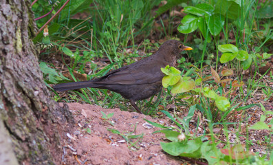 Amsel