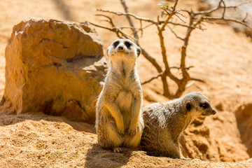 Suricata suricatta alert