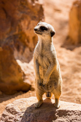 a pretty meerkat looking with curiosity