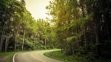 Road in the  Pine forest