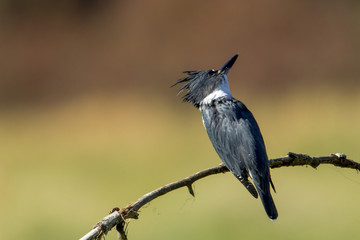 A cute little kingfisher is perched on a branch near Hauser Lake, Idaho.