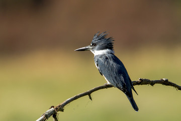 A cute little kingfisher is perched on a branch near Hauser Lake, Idaho.