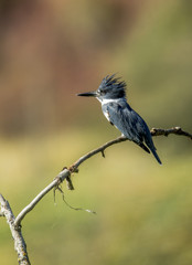 A cute little kingfisher is perched on a branch near Hauser Lake, Idaho.