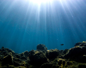 Fototapeta na wymiar Underwater sun rays going down while a fish enjoying the magical moment