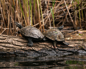 Two river turtle resting on a fallen tree